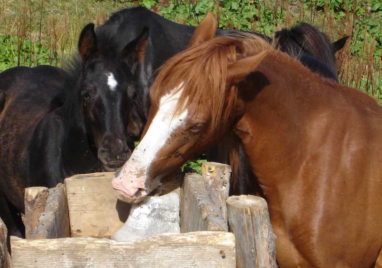Почему лошади, кони и пони лижут соль 